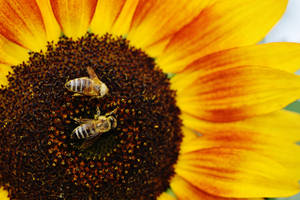 An Orange Sunflower Blooming In The Sunshine, Surrounded By Colorful Bees Wallpaper