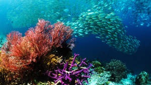 An Underwater Oasis Full Of Colorful Corals And A School Of Fish. Wallpaper