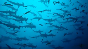 An Up-close Look At A Hammerhead Shark Wallpaper