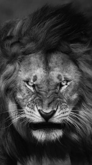 Angry Lion In Grayscale Wallpaper