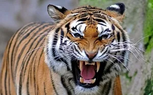 Angry Tiger With Long Whiskers Wallpaper