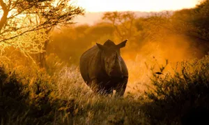 Animal Planet Charging Rhinoceros Wallpaper