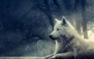 Anime Wolf White Aesthetic In Creepy Forest Wallpaper