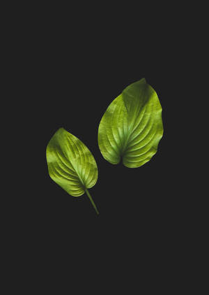 Anthurium Leaf In Black Wallpaper