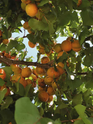 Apricot Tree Sunlit Fruits Wallpaper