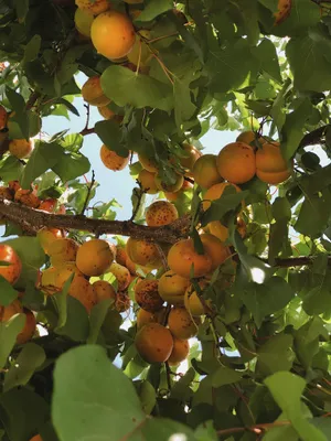 Apricot Tree Sunlit Fruits Wallpaper