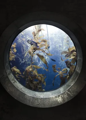 Aquarium Window Top Iphone Wallpaper