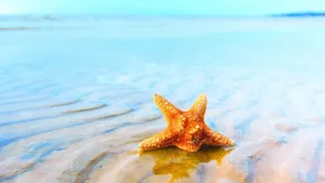 Aquatic Starfish In Sandy Water Wallpaper