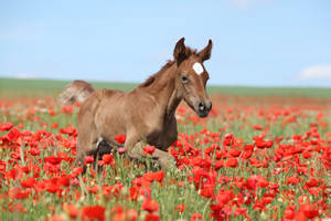 Arabian Foal Running In Red Poppy Field Wallpaper