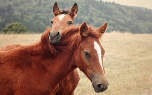 Arabian Horse Side Angle Shot With Baby Foal Wallpaper