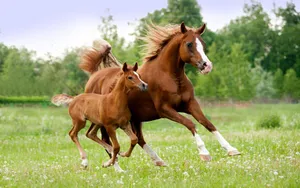 Arabian Mare And Foal Galloping In Field Wallpaper