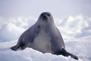 Arctic Seal Sunbathingon Ice Wallpaper