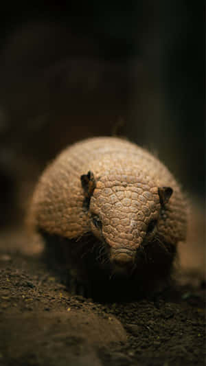 Armadillo Close Up Portrait Wallpaper