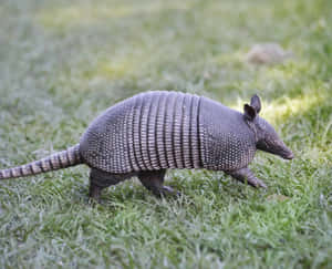 Armadillo Walkingon Grass Wallpaper