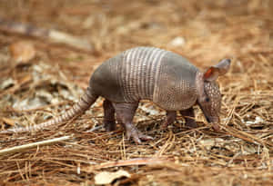 Armadilloin Natural Habitat.jpg Wallpaper