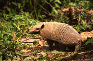 Armadilloin Natural Habitat Wallpaper