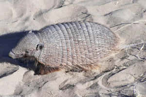 Armadilloon Sand Wallpaper