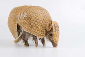 Armadilloon White Background Wallpaper