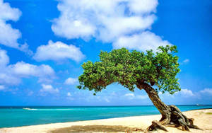 Aruba Contorted Tree Wallpaper