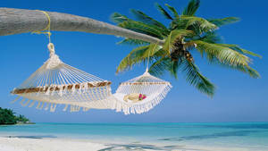 Aruba Cozy Palm Tree Hammock Wallpaper