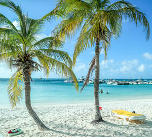 Aruba Palm Trees Wallpaper