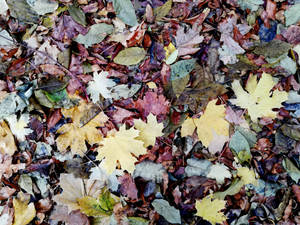 Assorted-color Maple Leaf Lot Wallpaper