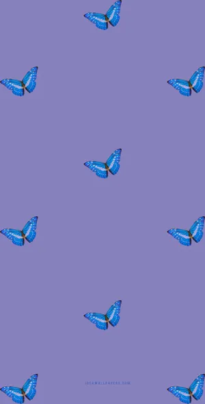 Attractive Butterfly Iphone Theme Display Wallpaper