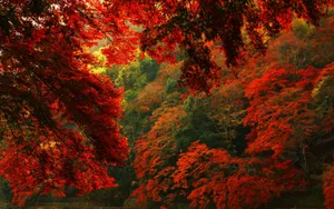 Autumn Blaze Forest Desktop Wallpaper Wallpaper