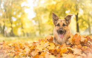 Autumn German Shepherdin Leaves.jpg Wallpaper