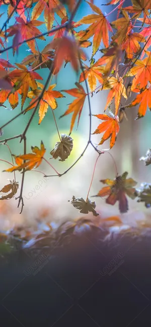 Autumn Leaves In The Forest Wallpaper