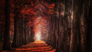 Autumn Macbook Line Of Tall Trees Wallpaper