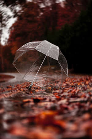Autumn Rain Transparent Umbrella Wallpaper