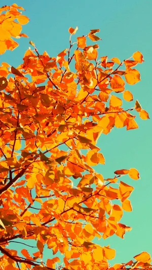 Autumn Tree Leaves Tumblr Photography Iphone Wallpaper