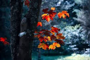 Autumn Vibes Photo Background Wallpaper