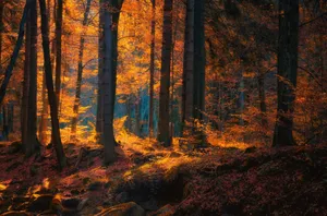 Autumnal Forest Glow Wallpaper