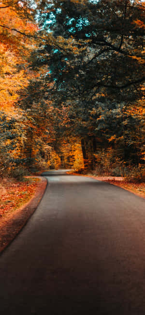 Autumnal Road Serenity.jpg Wallpaper