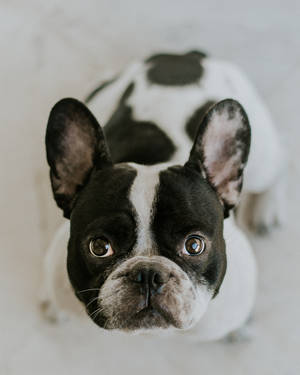 B&w French Bulldog Looking Up Wallpaper