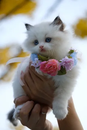 Baby Cute Animal Ragdoll Cat Wallpaper