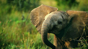 Baby Elephant Smile Wallpaper
