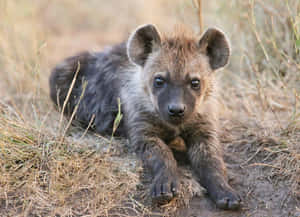 Baby Hyena Restingin Grass.jpg Wallpaper