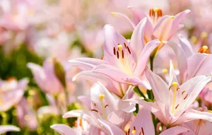 Baby Pink Eastern Lily Flowers Wallpaper