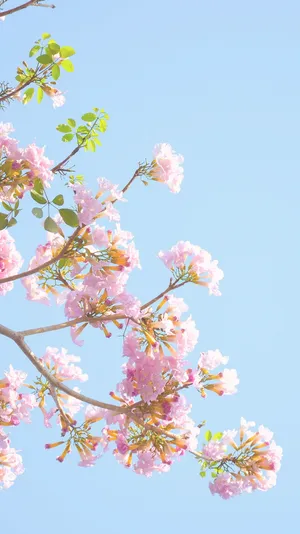 Baby Pink Flowers Aesthetic Sky Wallpaper