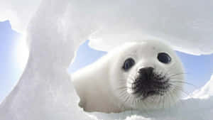 Baby Seal Peeking Through Ice Wallpaper