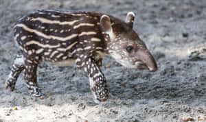 Baby Tapir Walkingon Ground Wallpaper