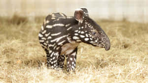 Baby Tapir Walkingon Straw Wallpaper