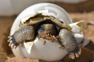 Baby Tortoise Hatching From Its Egg Wallpaper