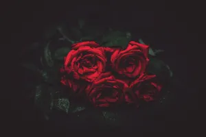 Background Black With Dewy Roses Wallpaper