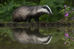 Badger Reflectionin Water.jpg Wallpaper