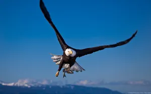 Bald Eagle Gliding Wallpaper