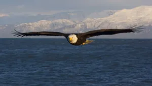 Bald Eagle In Flight Over The Ocean Wallpaper